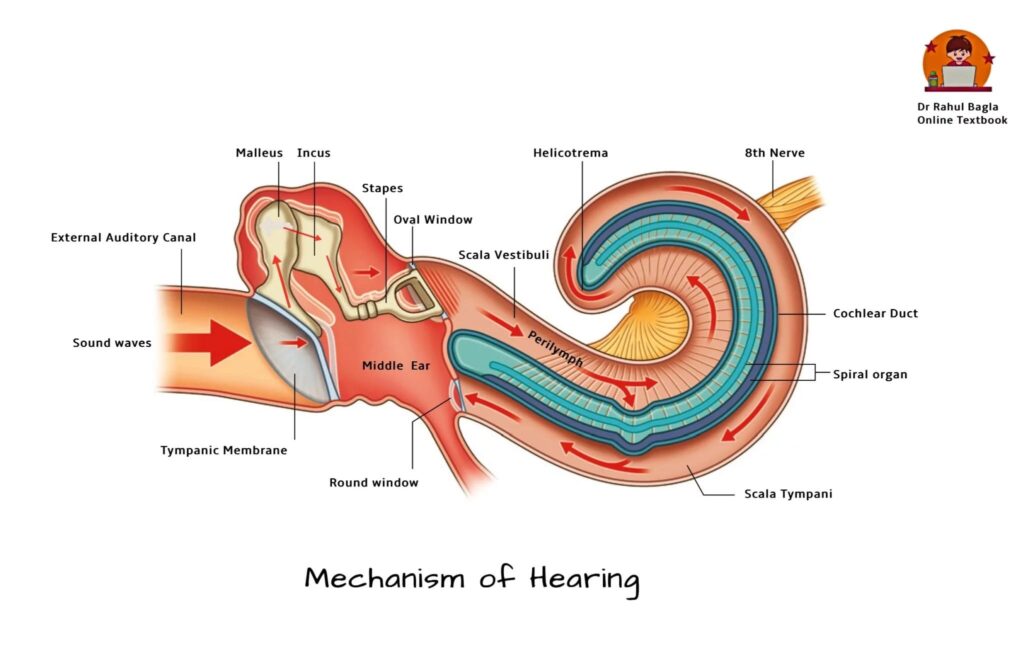 Mechanism of Hearing. Dr. Rahul Bagla ENT Textbook. Physiology of Hearing