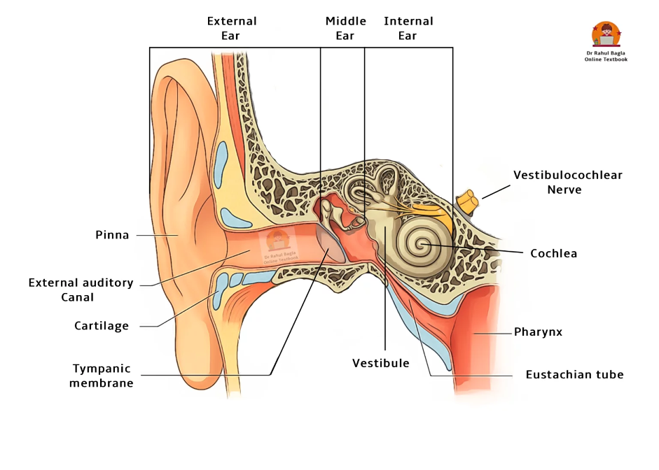 Parts of Ear. External ear. Middle ear. Internal ear. Dr Rahul Bagla online ENT Textbook.