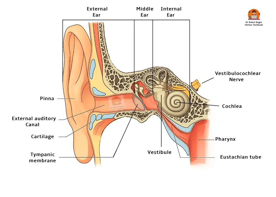 Internal Auditory Canal Internal Auditory Canal