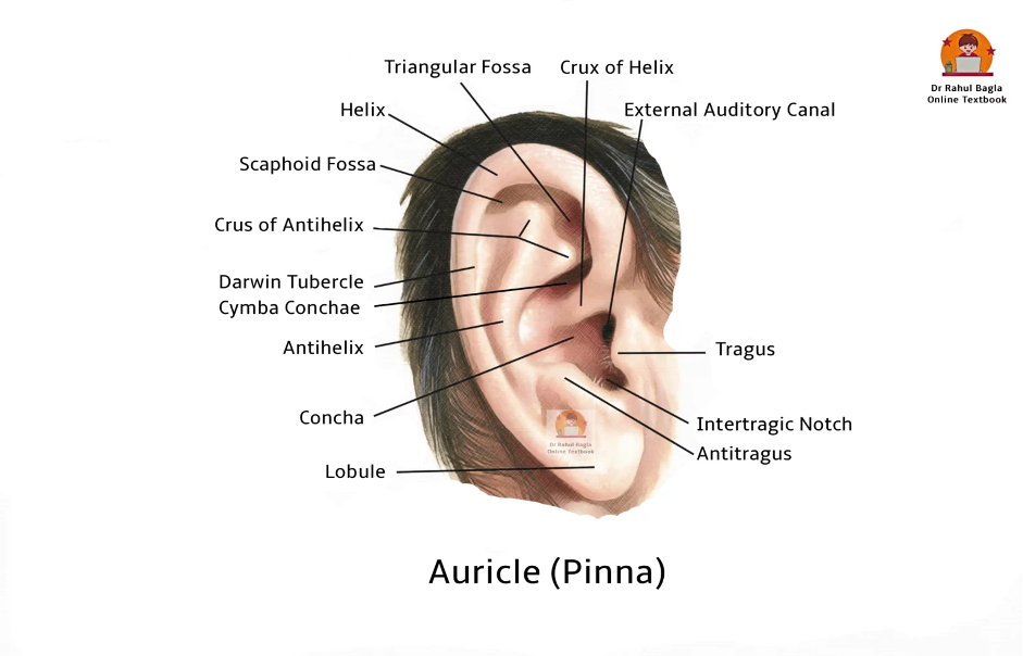 Anatomy of Pinna. Dr Rahul Bagla online ENT Textbook. Anatomy of External Ear
