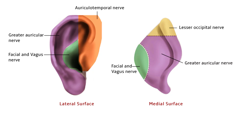 Nerve suppy of Pinna and External auditory canal. Dr Rahul Bagla online ENT Textbook. Anatomy of External Ear