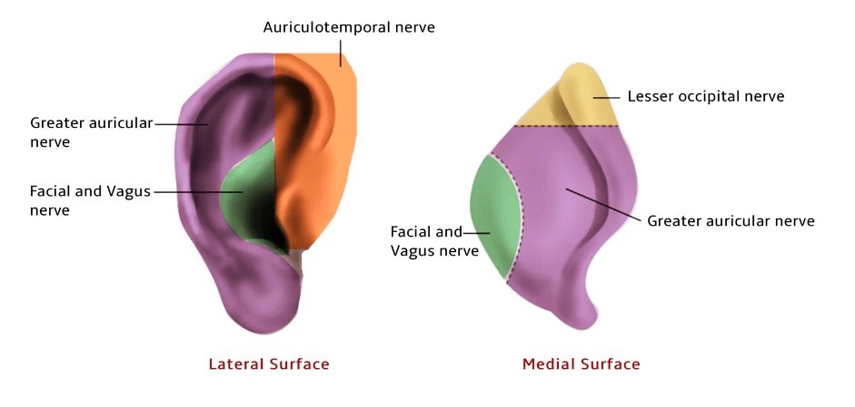 External Ear Anatomy High Yield Revision For ENT Exams And Clinical 