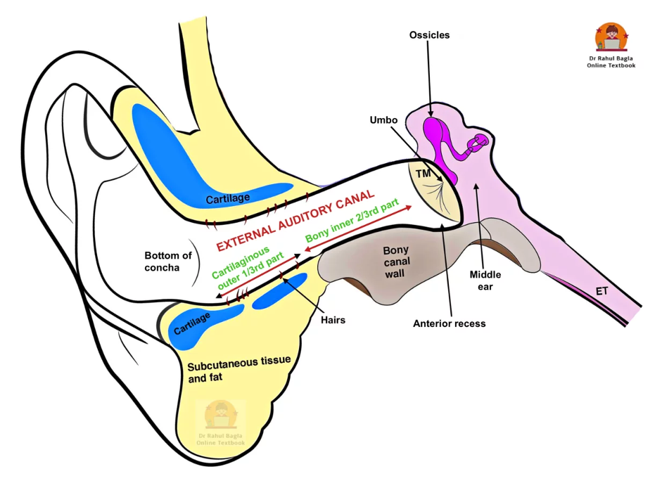 Parts of External auditory canal. Dr Rahul Bagla online ENT Textbook. Anatomy of External Ear