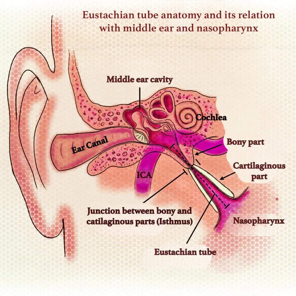 Eustachian Tubes Anatomy Function GFJB