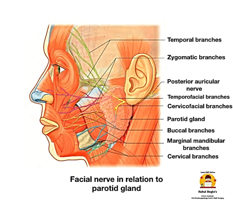 Temporal branches of facial nerve. Dr. Rahul Bagla ENT Textbook.