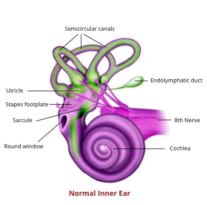Normal cochlea. Dr. Rahul Bagla ENT Textbook