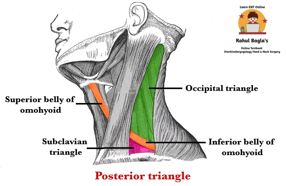 Posterior Triangle of the Neck. Dr Rahul Bagla ENT Textbook