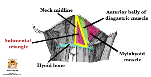 Anterior Triangle of the Neck. Dr Rahul Bagla ENT Textbook