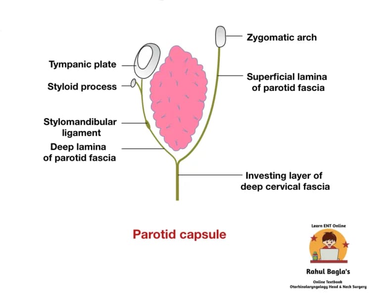 Parotid capsule. Dr. Rahul Bagla ENT Textbook.