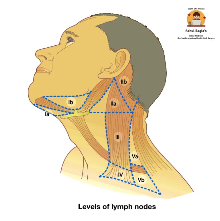 Level of Lymph nodes. Dr. Rahul Bagla ENT Textbook