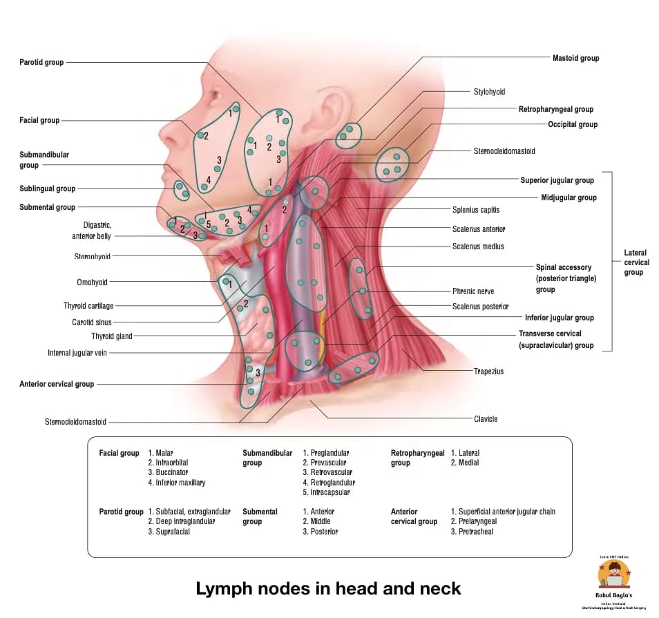 Lymph nodes in Neck. Dr. Rahul Bagla ENT Textbook