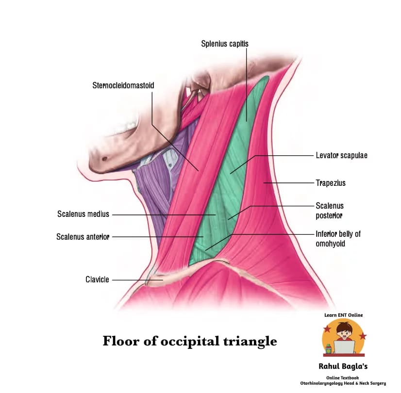 Occipital Triangle of the Neck. Dr Rahul Bagla ENT Textbook