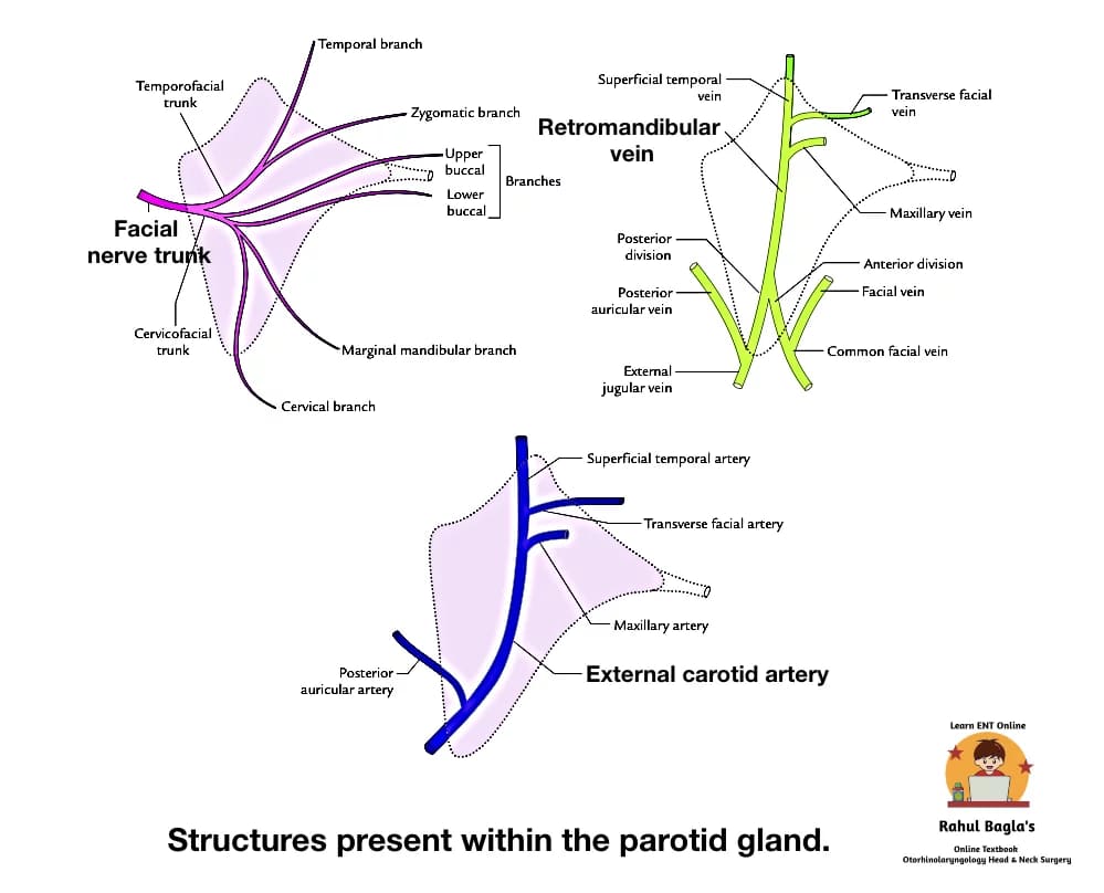 Facial nerve in Parotid Gland. Dr. Rahul Bagla ENT Textbook