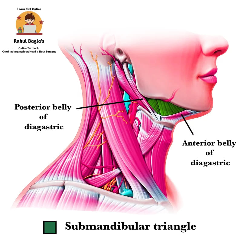 Submandibular Triangle of the Neck. Dr Rahul Bagla ENT Textbook