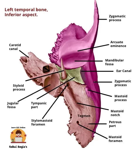 Inferior aspect of Temporal Bone. Dr Rahul Bagla Online ENT Textbook