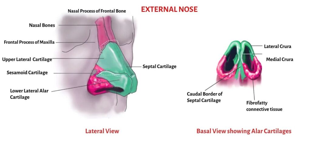 Anatomy of External Nose
