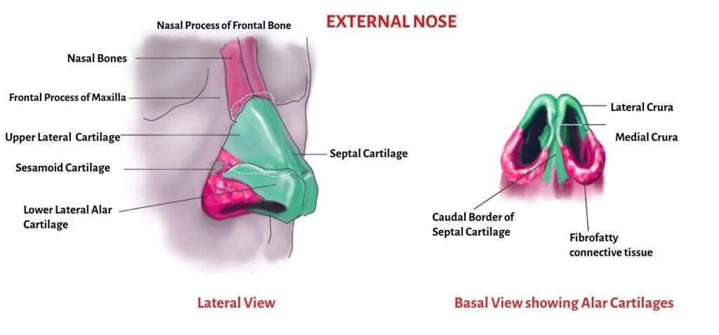 External Nasal Anatomy External Nasal Anatomy