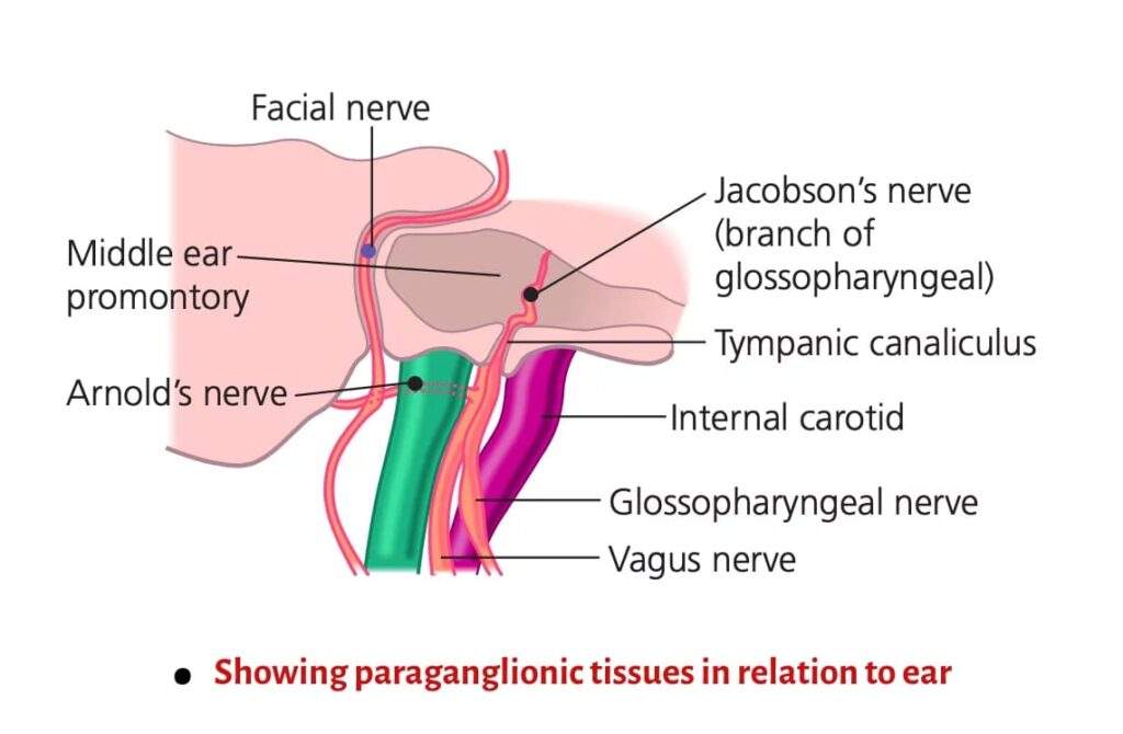 Rahul-Bagla-ENT-Online-textbook-GIMS-glomus-tumour