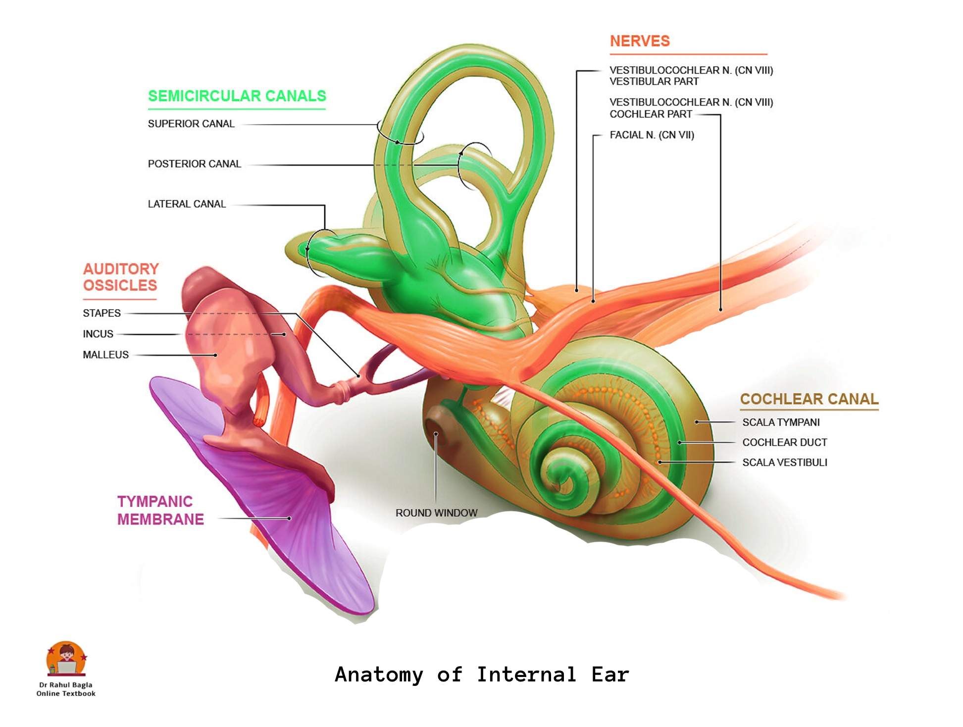 What Is The Anatomy Of The Inner Ear