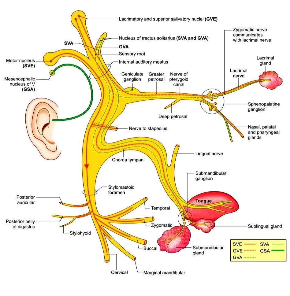 facial-nerve-paralysis-cause-treatment-best-notes-pdf-ppt