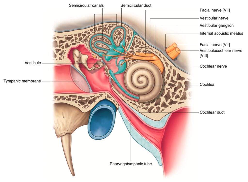 Anatomy of Internal ear - Dr. Rahul Bagla ENT Textbook