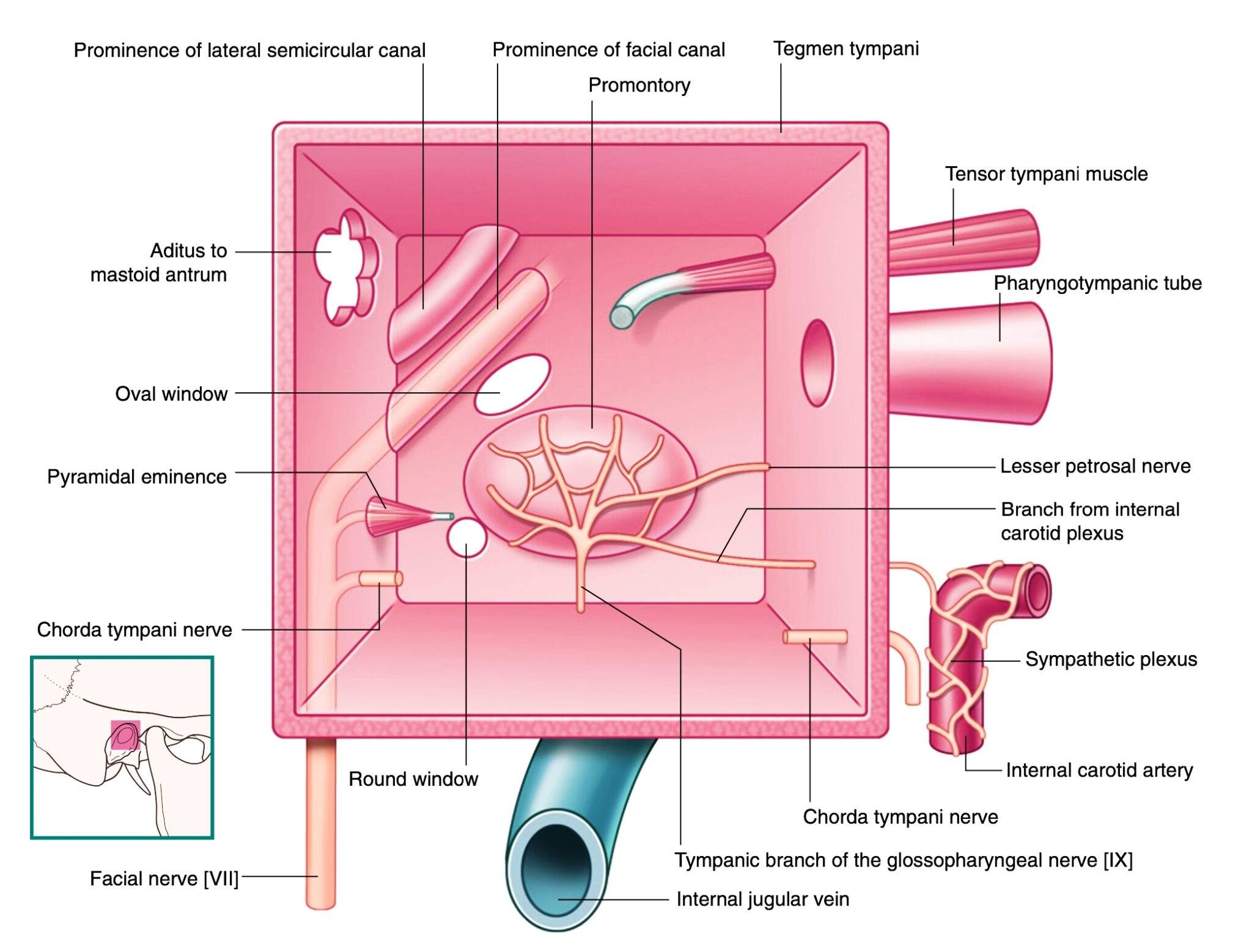 Epitheal Ear Anatomy of Middle ear - Dr. Rahul Bagla ENT Textbook