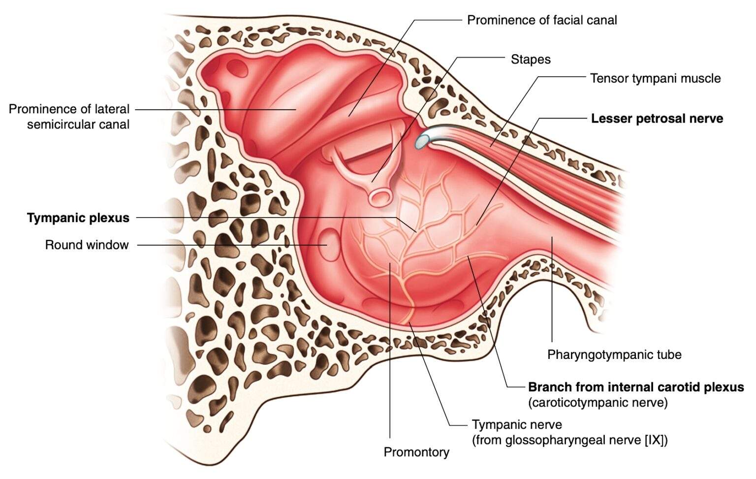 Mid Ear Loop Anatomy of Middle ear - Dr. Rahul Bagla ENT Textbook