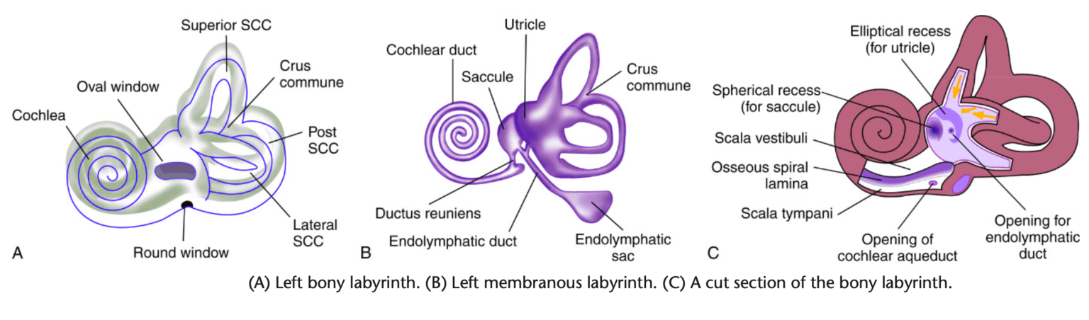 Anatomy of Internal ear - How the Inner Ear Works: Understanding ...