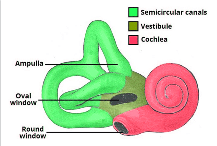 Human Medical Ear Anatomy Model | Inner Ear Anatomical Model - Ear