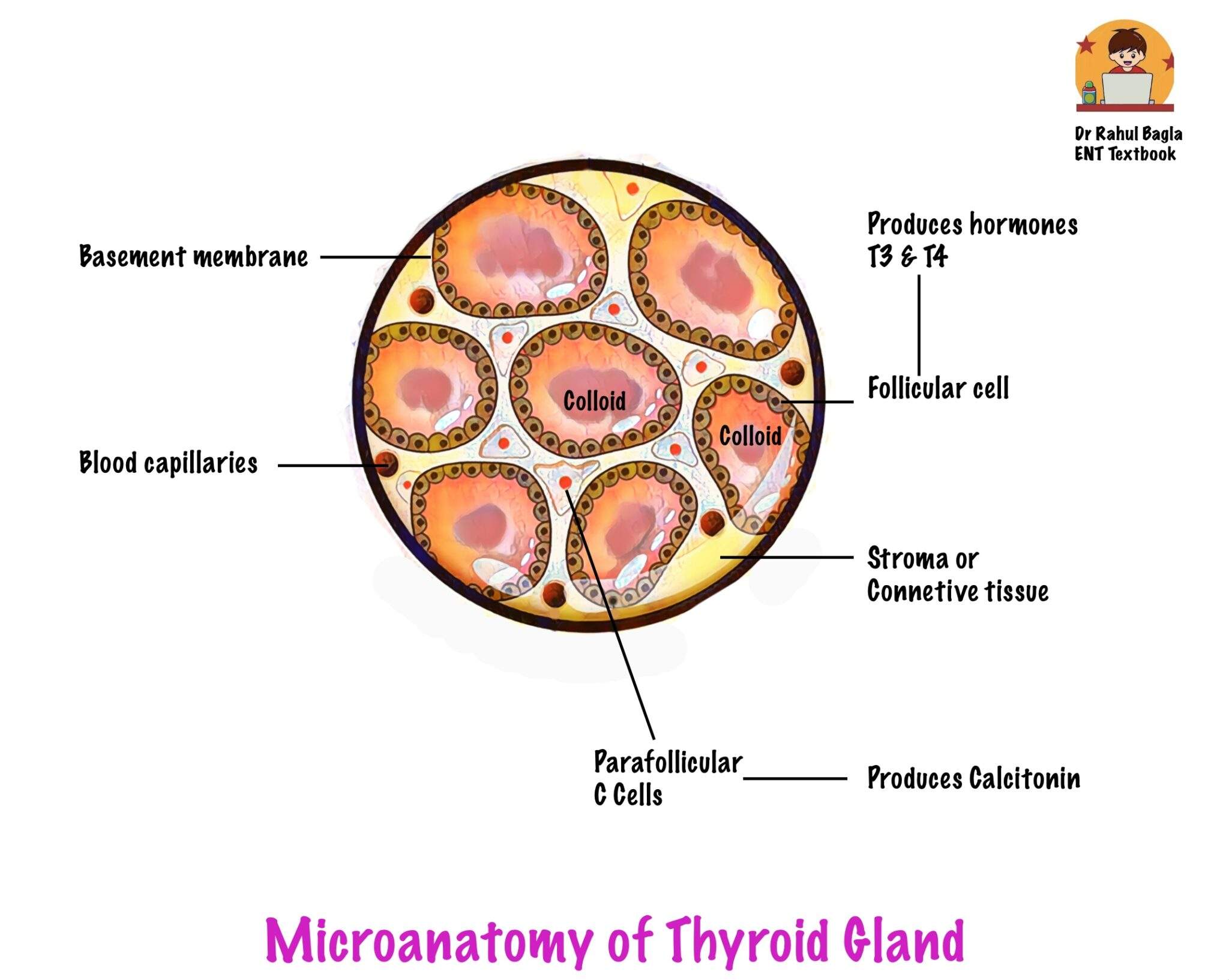 Tiroid Structure Physiology of Thyroid Gland - Structure, Hormones & Regulation
