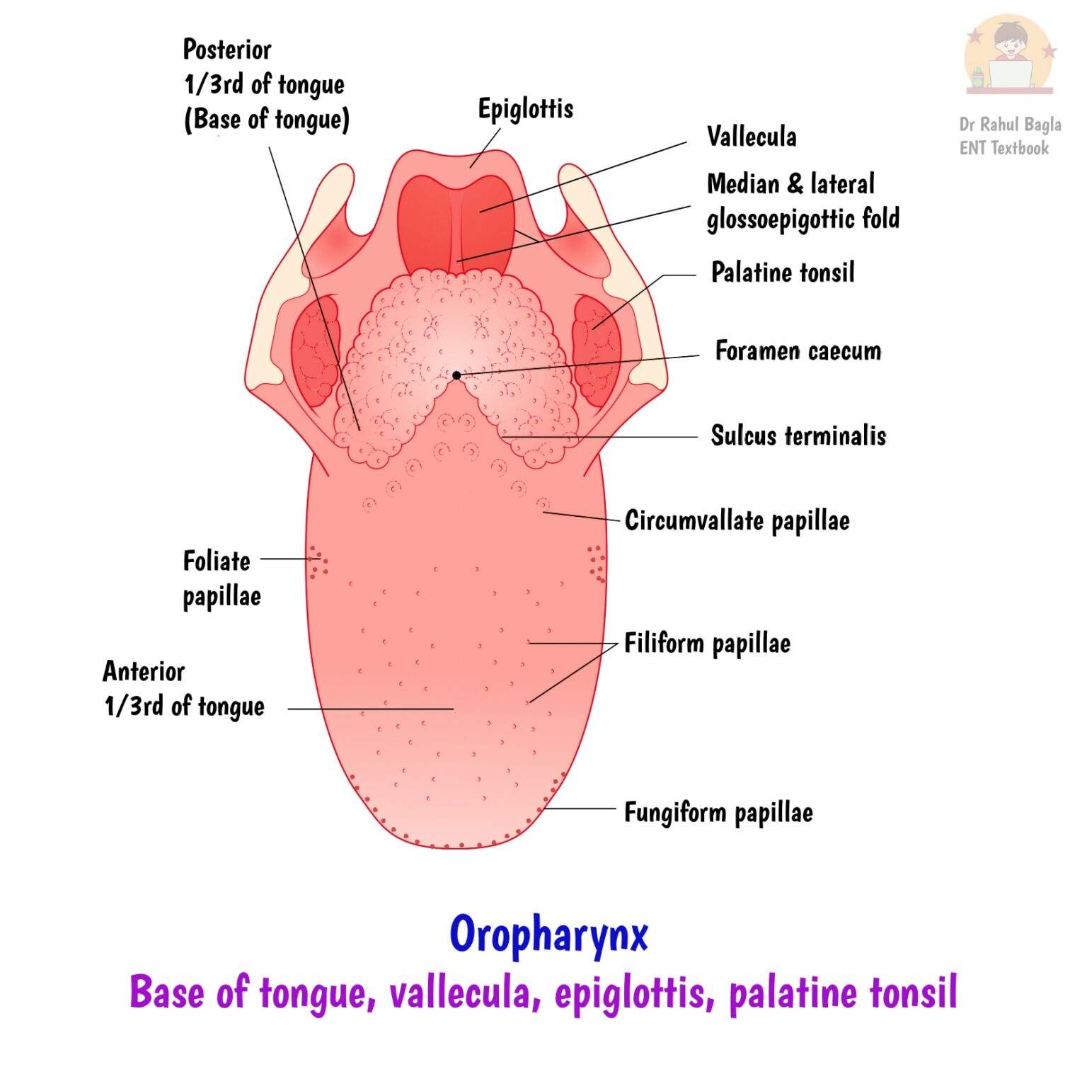 anatomy-and-physiology-of-pharynx-divisions-of-pharynx