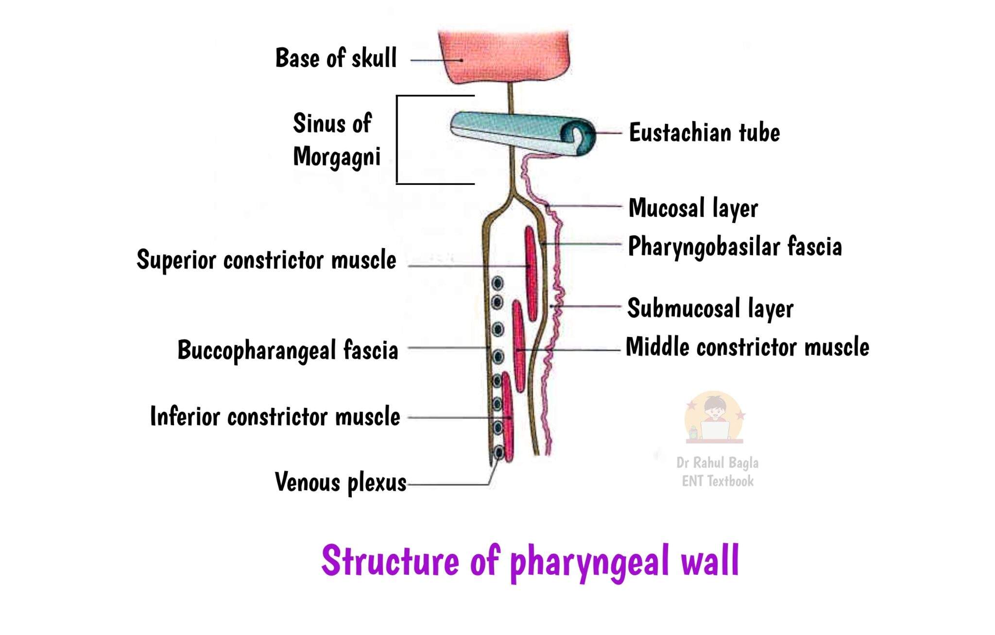 Anatomy And Physiology Of Pharynx Divisions Of Pharynx
