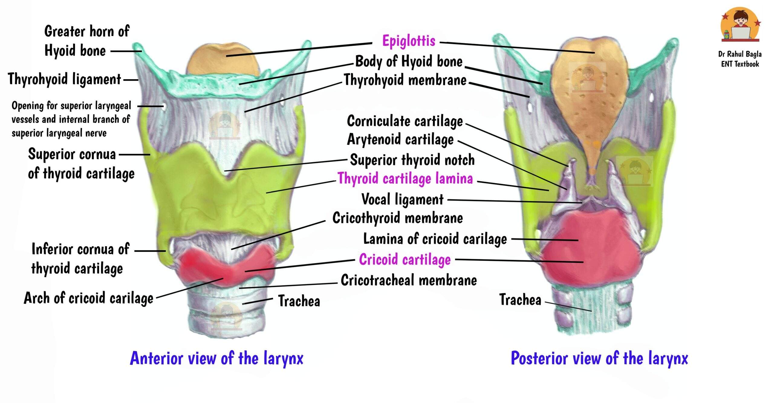 Anatomy Of Larynx Sinus Of Morgagni Pre Epiglottic Space Of Boyer Anatomy Of Larynx Sinus Of Morgagni Pre Epiglottic Space Of Boyer