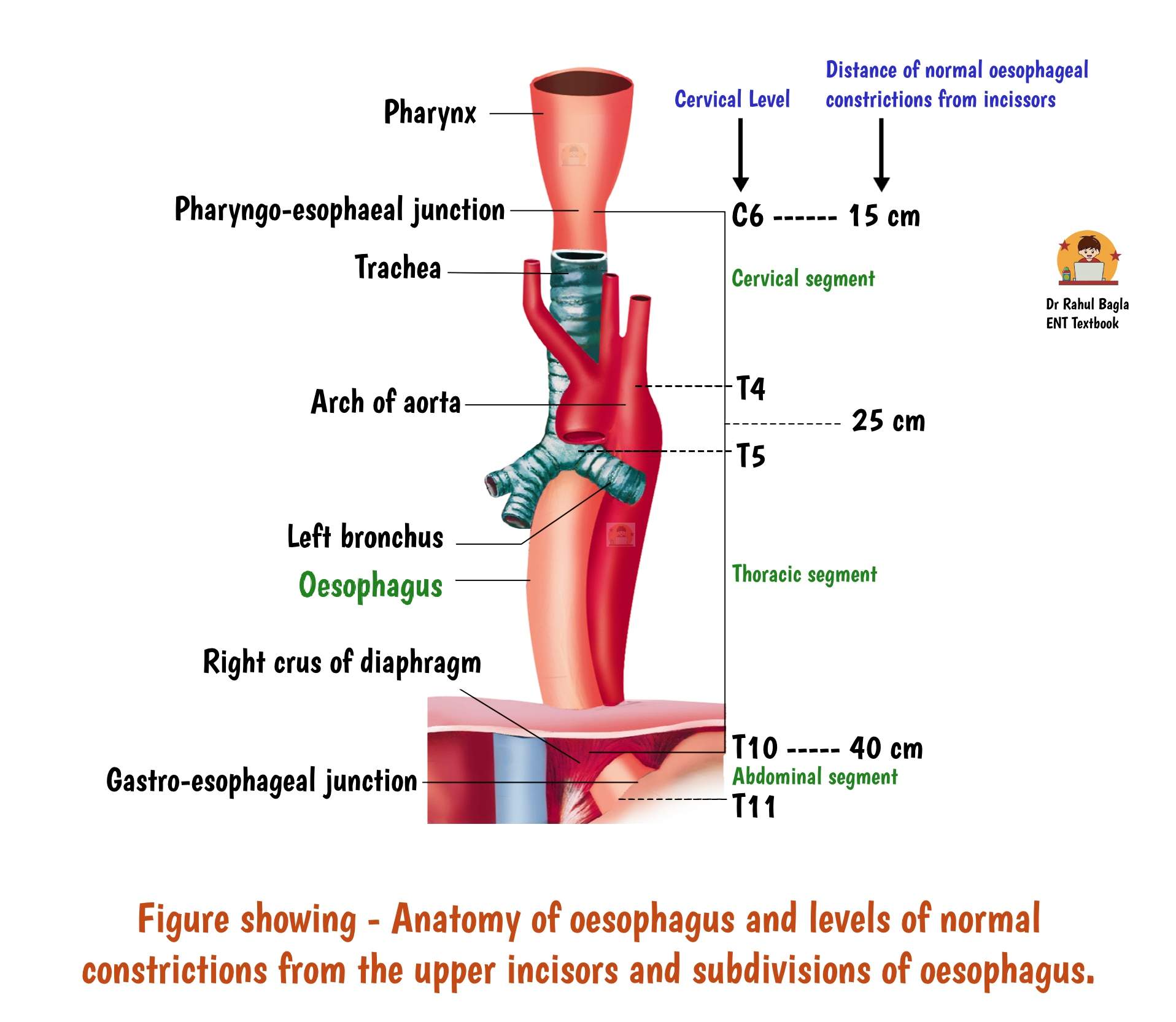 Anatomy Of Oesophagus Structure Layers And Sphincters Of The Oesophagus