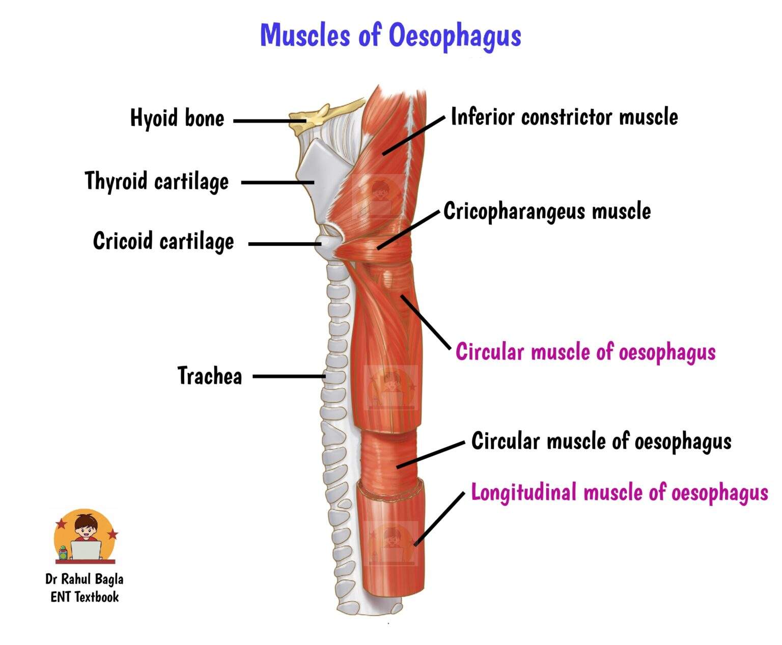 Anatomy of Oesophagus - Structure, Layers and Sphincters of the oesophagus