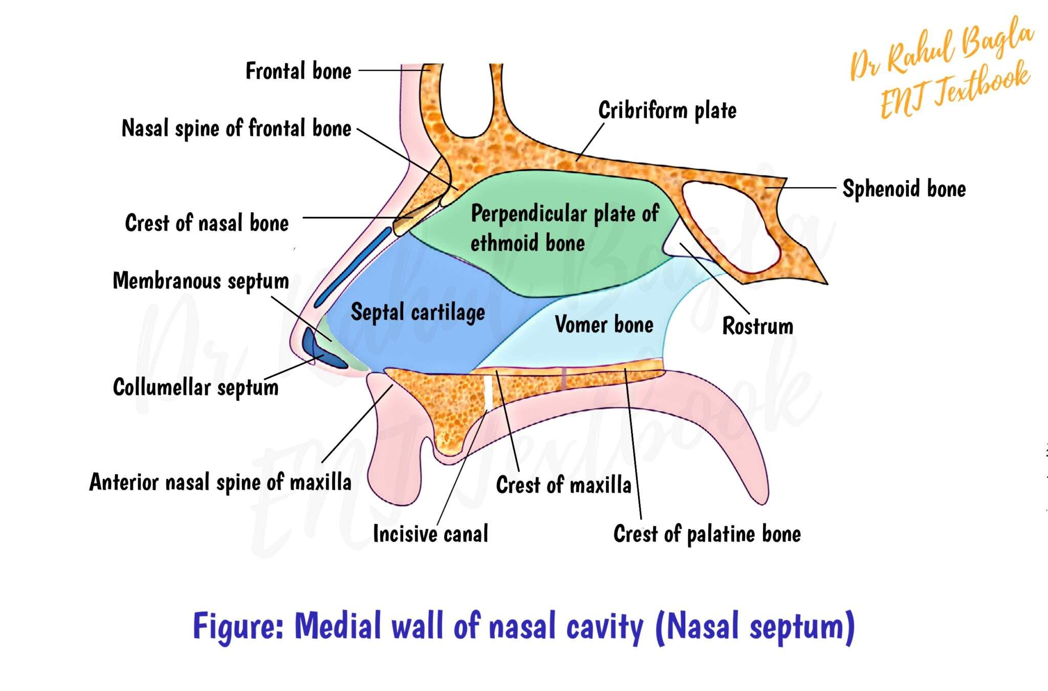 Anatomy Of Internal Nose Key Points For MBBS And PG Students