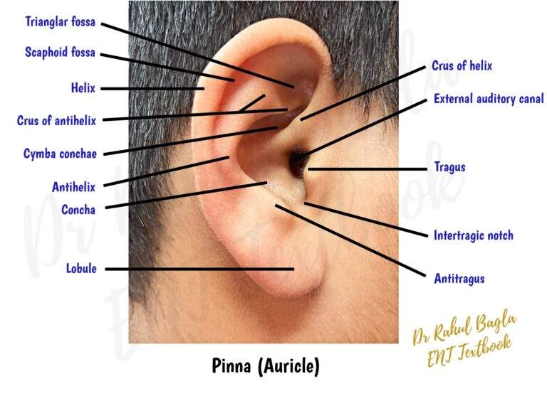 External Ear Anatomy: High-Yield Revision for ENT Exams and Clinical ...