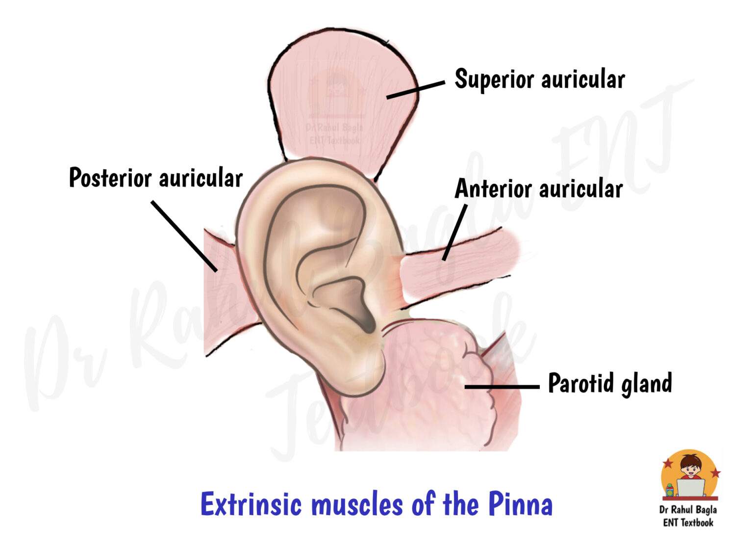 Anatomy of External Ear - Foramen Hushcke, Anterior recess, PPT