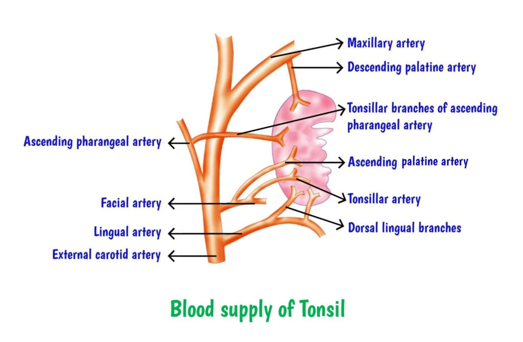 Blood-supply-of-Tonsil-Dr-Rahul-Bagla