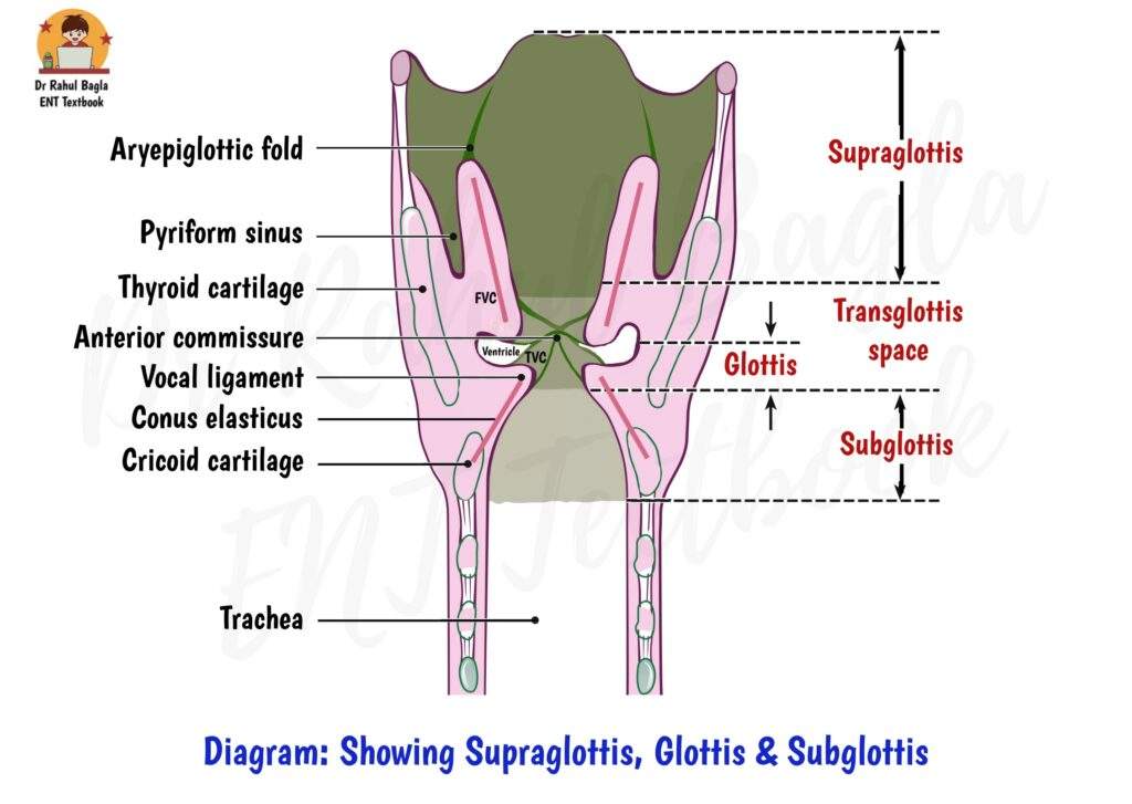 Diagram: Showing Supraglottis, Glottis & Subglottis Dr Rahul Bagla ENT Textbook