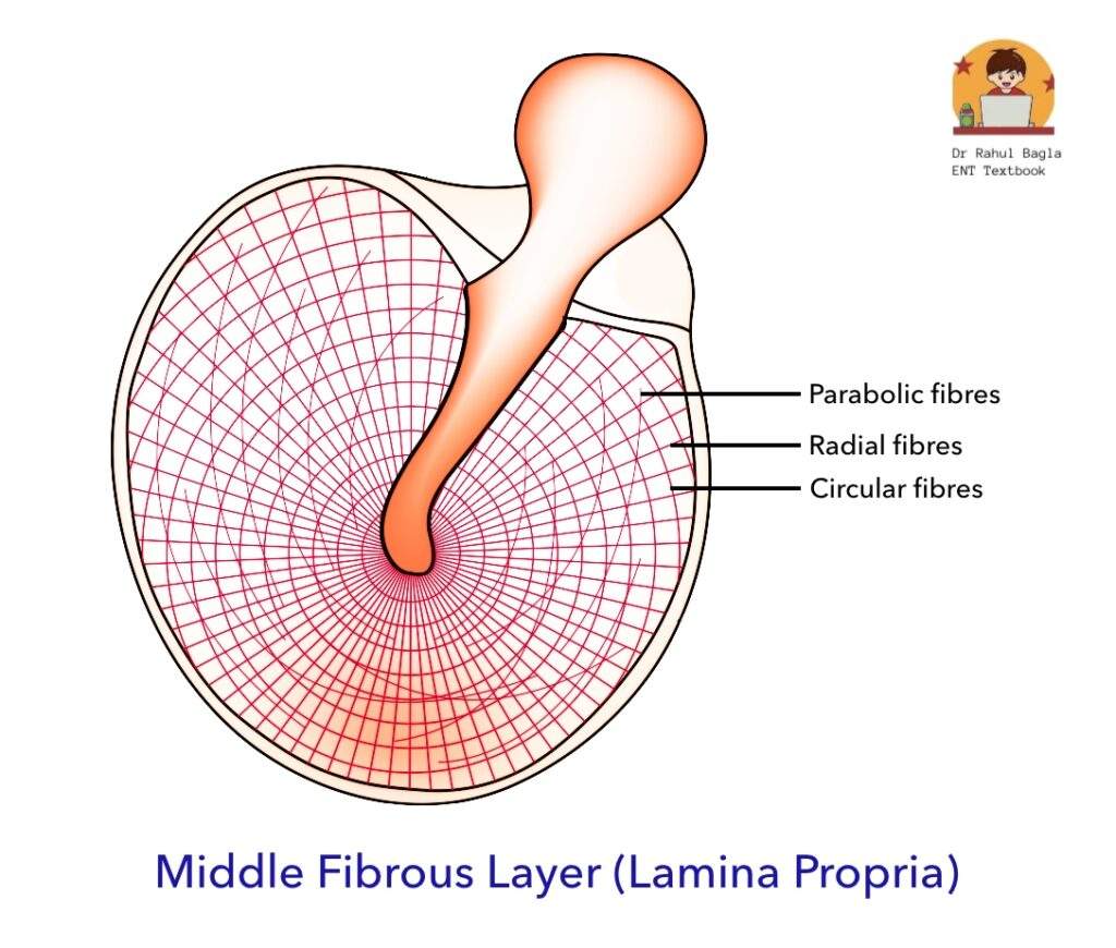 Middle Fibrous Layer (Lamina Propria) Dr rahul bagla ENT Textbook