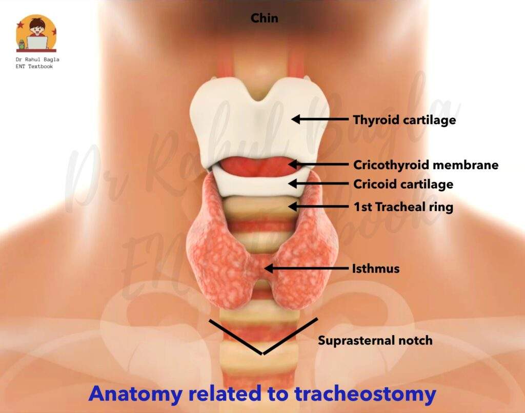 Anatomy related to tracheostomy Dr Rahul Bagla ENT Textbook