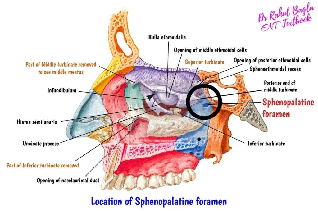 Location of Sphenopalatine foramen Dr Rahul Bagla ENT Textbook