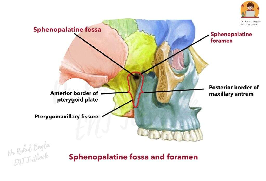 Sphenopalatine fossa and foramen Juvenile Angiofibroma Dr Rahul Bagla ENT Textbook