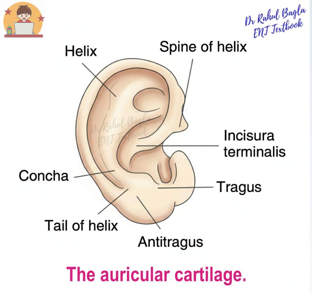 Labeled diagram of the ear cartilage, showing the Helix, Concha, Tragus, Antitragus Dr Rahul Bagla