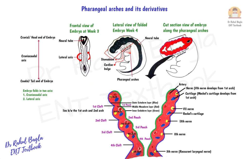 Pharangeal-arches-and-its-derivatives-Dr-Rahul-Bagla-1-2048x1306