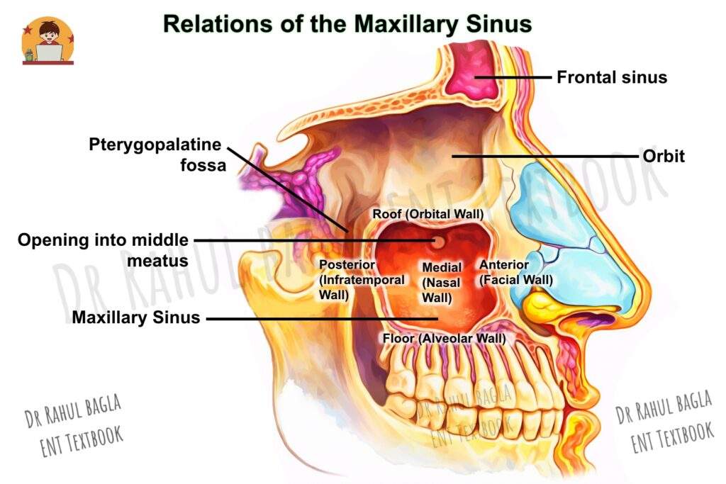 Anatomy of Maxillary Sinus Boundaries Relations Dimensions Dr Rahul Bagla ENT Textbook