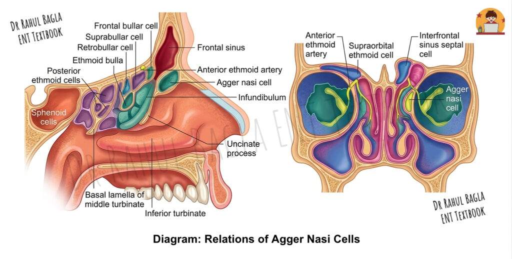 Diagram_ Relations of Agger Nasi Cells Dr Rahul Bagla ENT Textbook