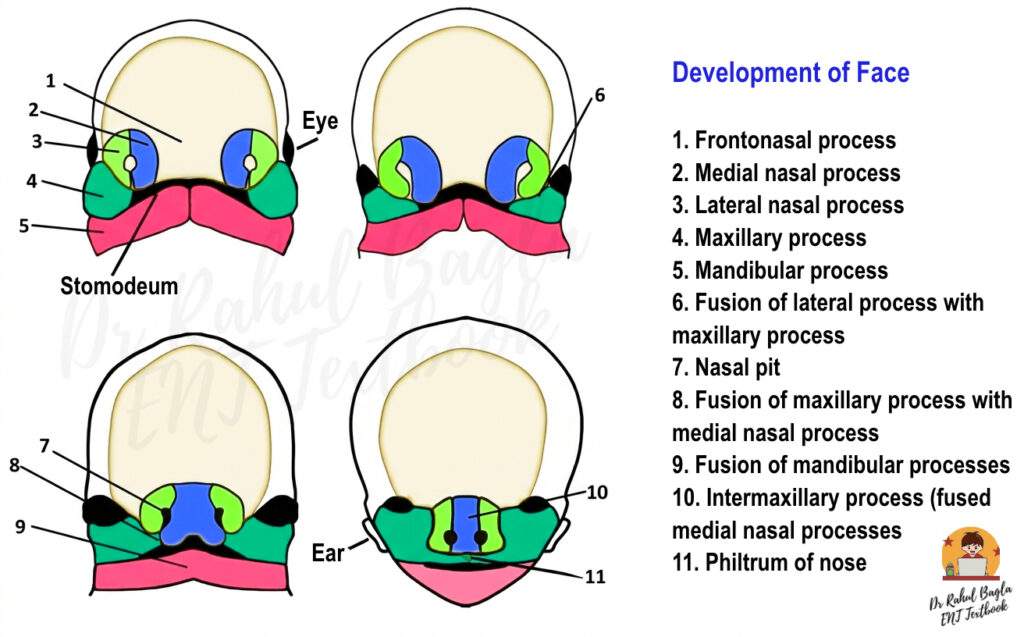 Embryology of Nose Dr Rahul Bagla ENT Textbook
