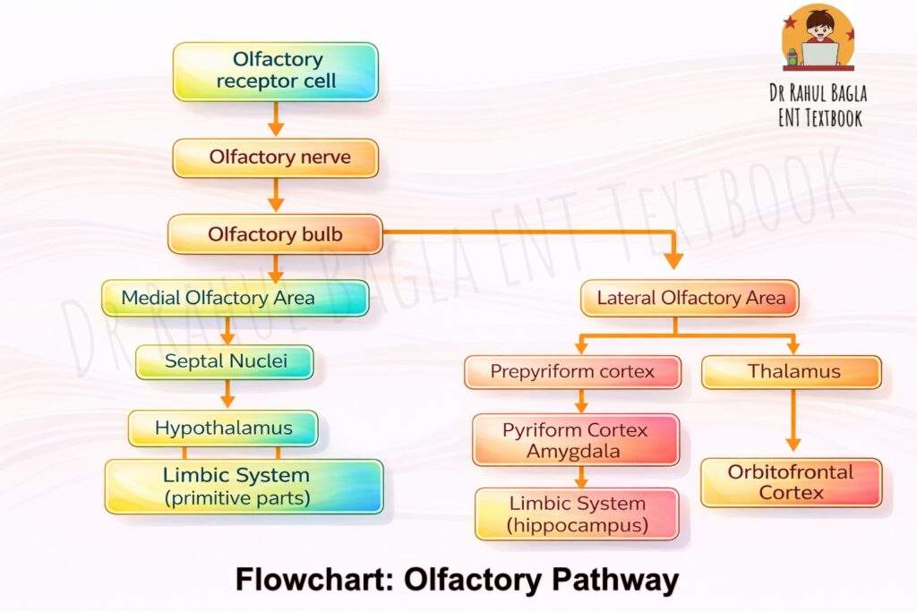 Olfactory Pathway Dr Rahul Bagla ENT Textbook